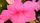 pink flower