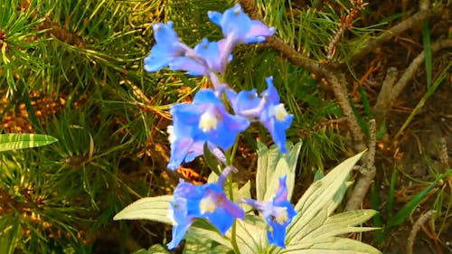 魅力的な青い花