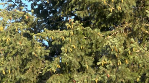 Squirrel on Tree