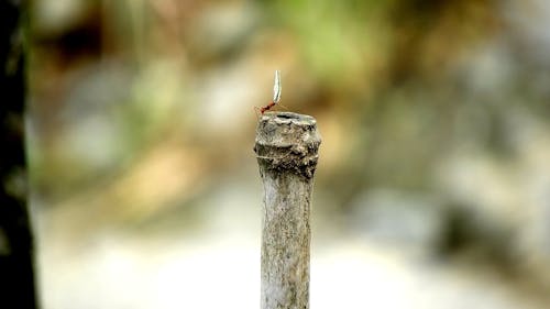 Ant with Leaf on Metal Pipe