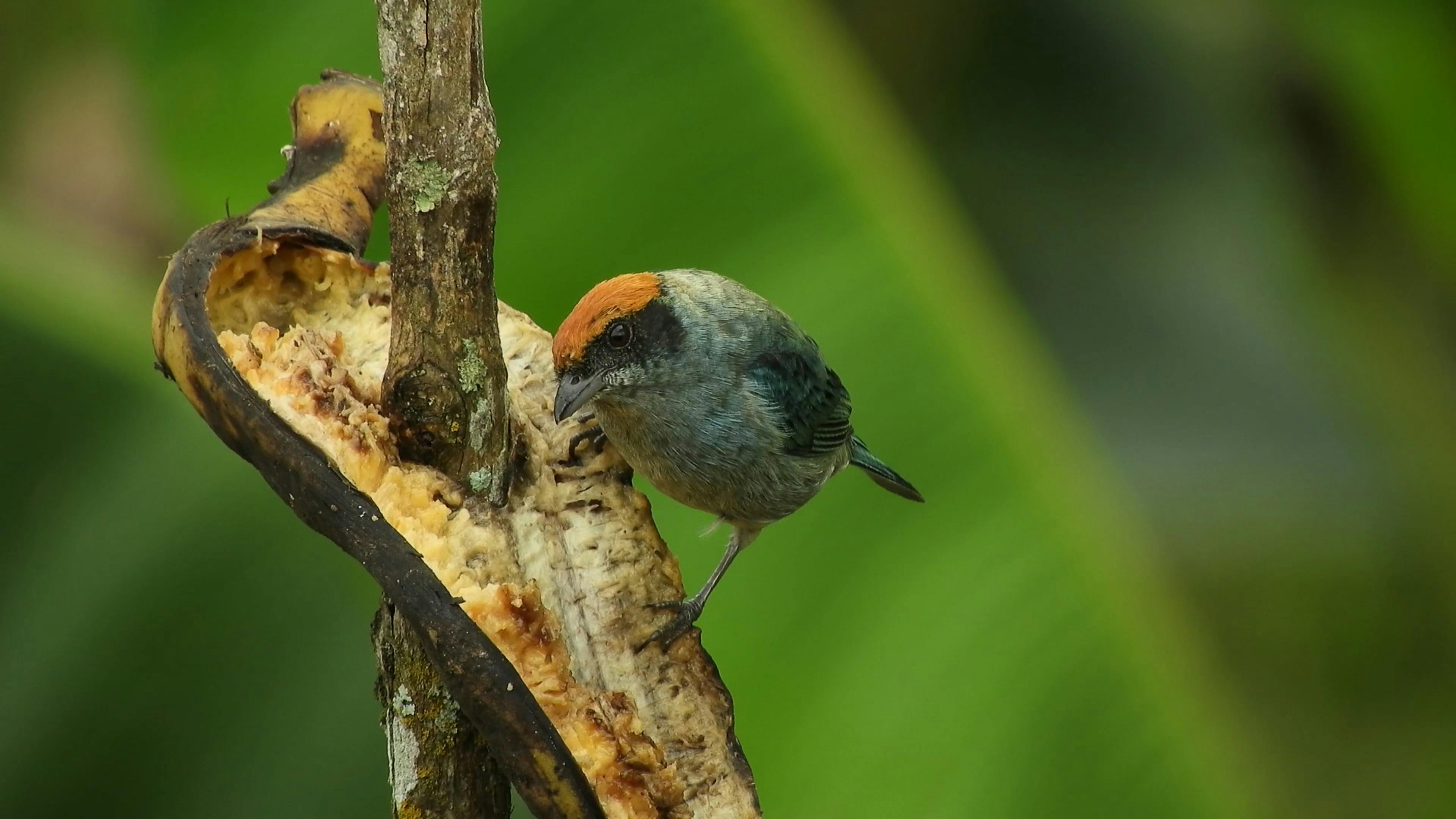 Bird Eating Food Free Stock Video Footage, RoyaltyFree 4K & HD Video Clip