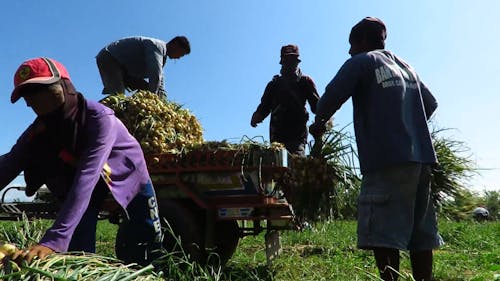 Farm Workers Loading a Cart with Onions