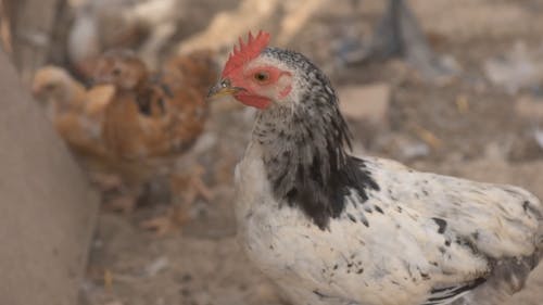 Close-up View of Hen in Farm