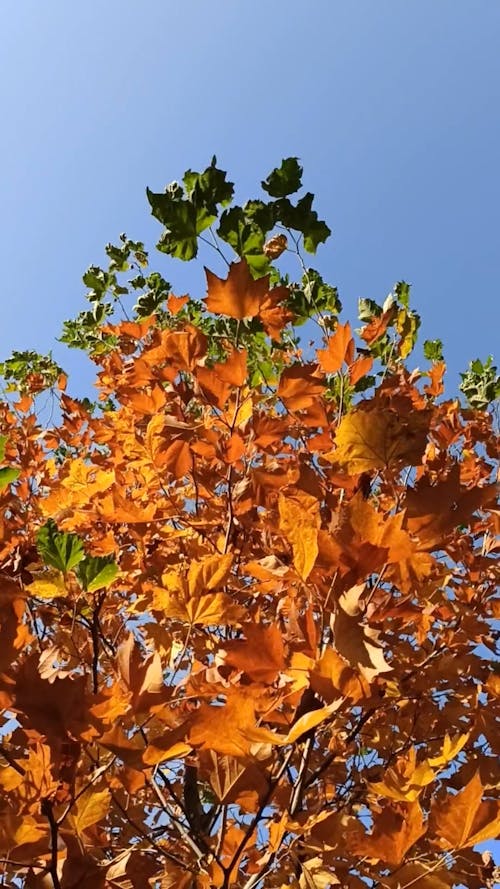 Tree Branches with Brown and Green Leaves 