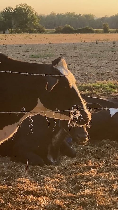 Cows on the Farm