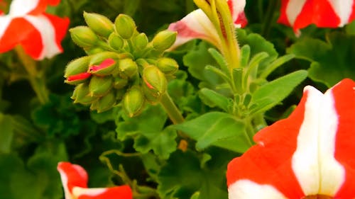 독특한 붉은 꽃