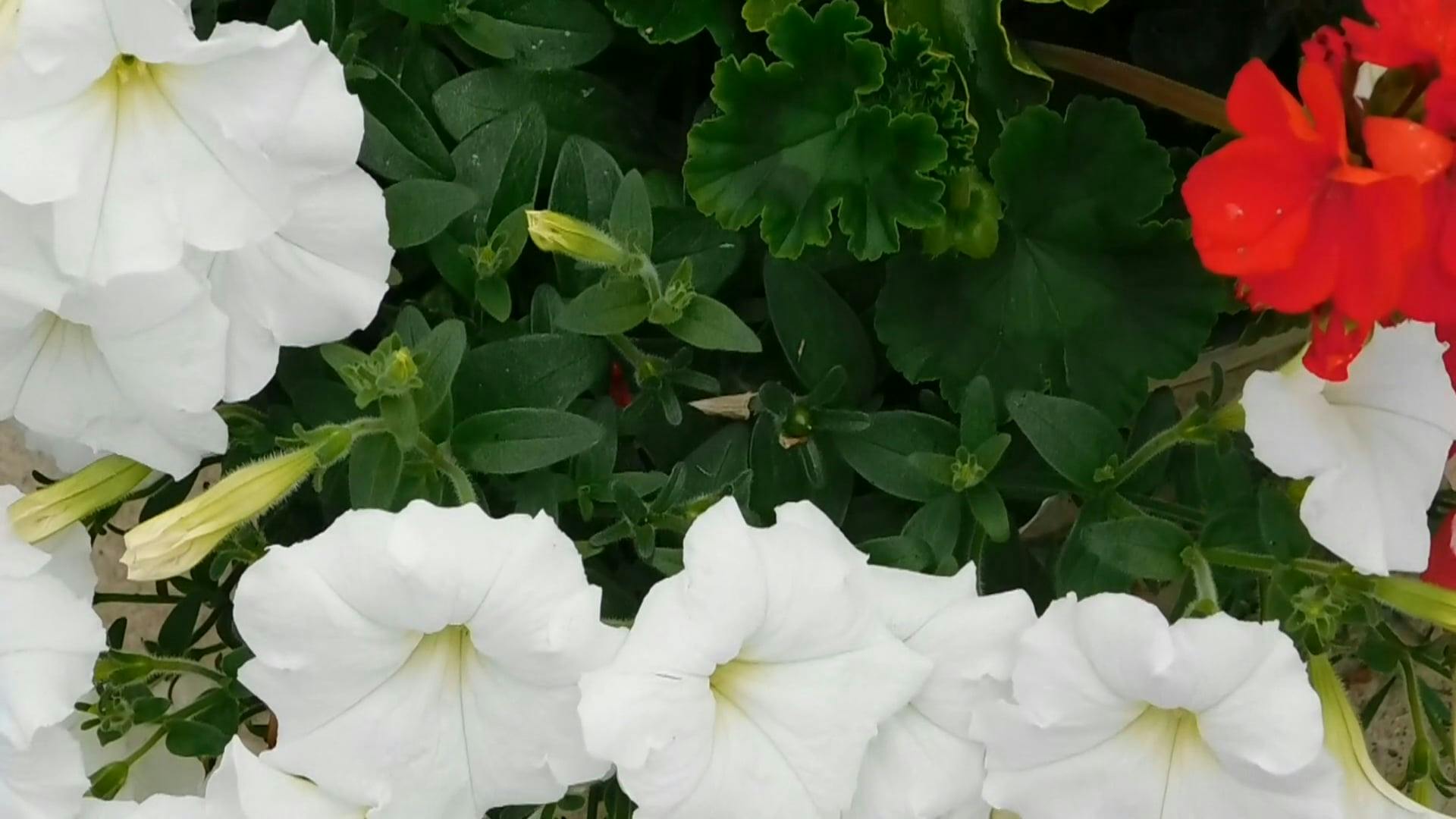 Contrasting Colors Of Flowers · Free Stock Video