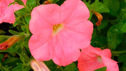 庭のピンクの花