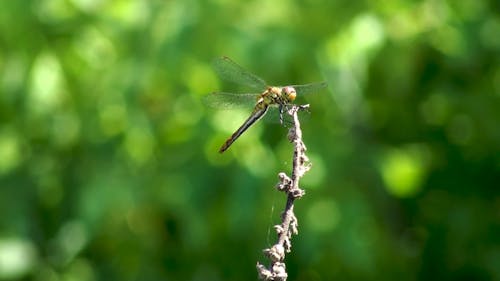 Dragonfly on Twig