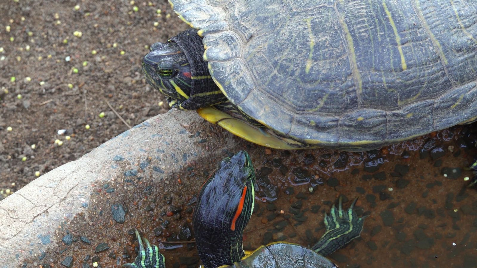 Load Turtles A Group Of Freshwater Turtles Resting On A Pile Of Concretes Free Stock ...