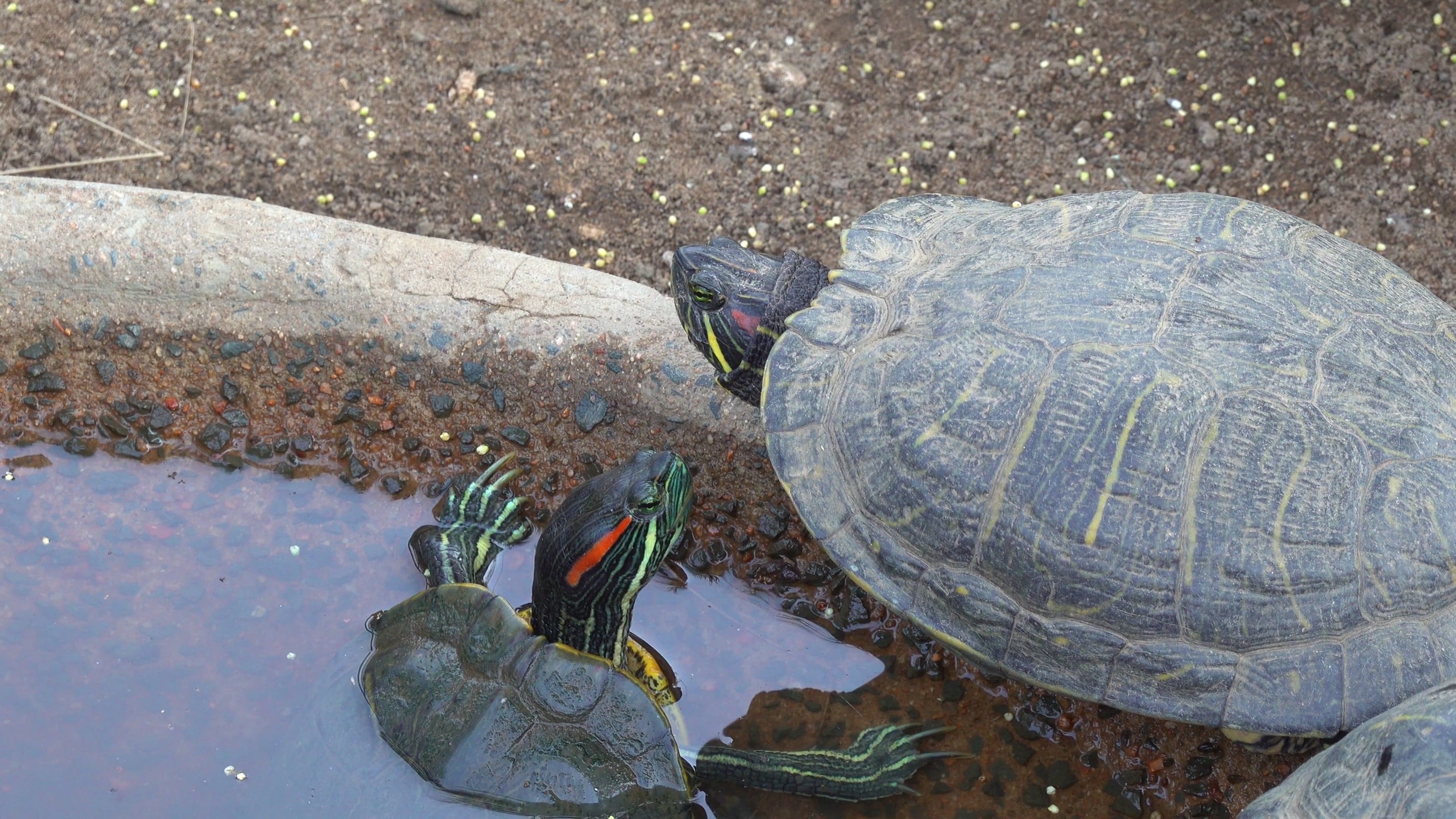 Turtles on Rocks Free Stock Video Footage, Royalty-Free 4K & HD Video Clip