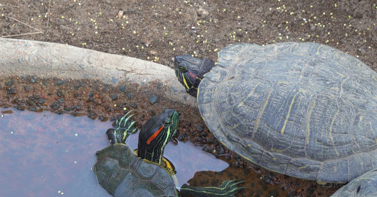 Turtles on Rocks Free Stock Video Footage, Royalty-Free 4K & HD Video Clip