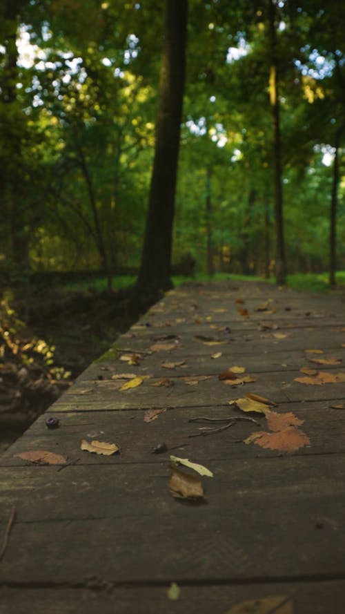 Fallen Leaves on a Wooden Bridge in the Forest