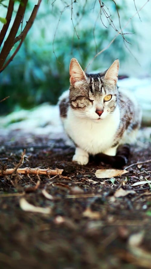 Close up of One-Eyed Cat