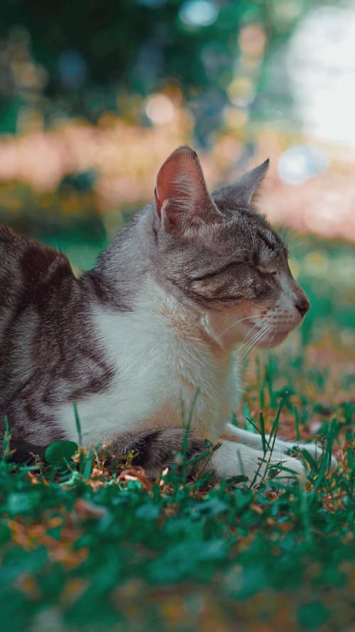 Half Blind Cat on Grass