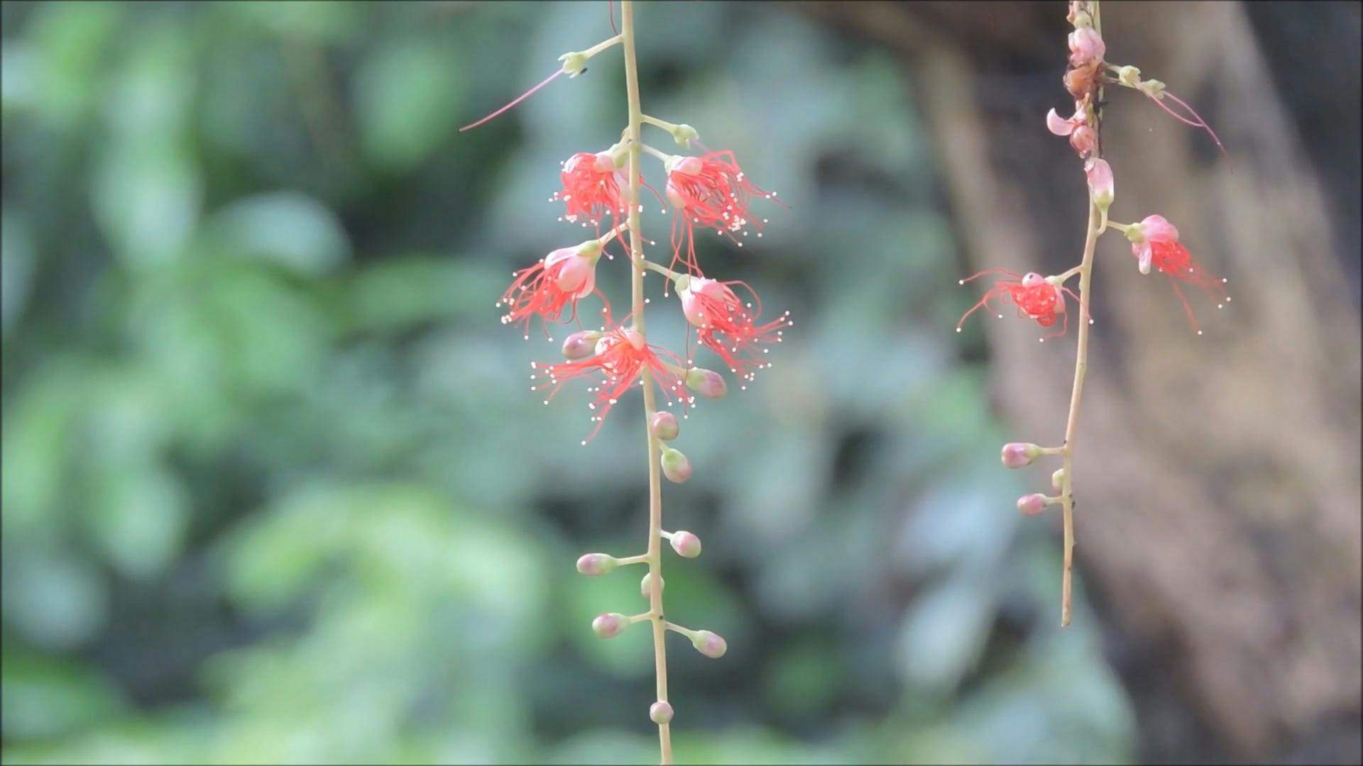 Time Lapse Video Of A Flower In Bloom Free Stock Video Footage, Royalty