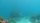 scuba diver