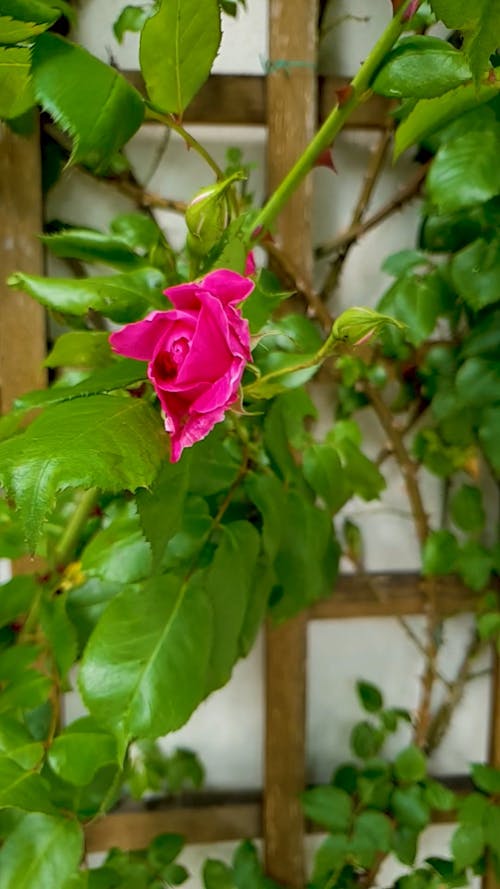 Pink Rose on a Wind