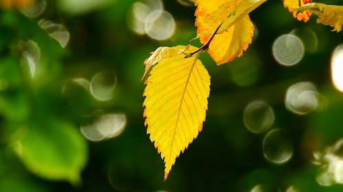 Close up of Yellow Leaves