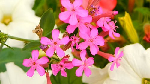 Close-up View Of Bright Pink Flowers