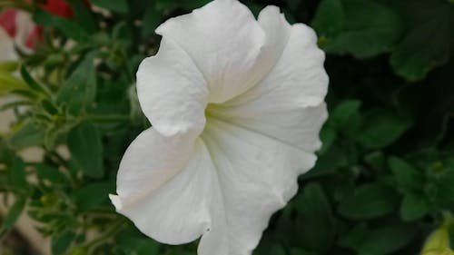Biały Kwiat