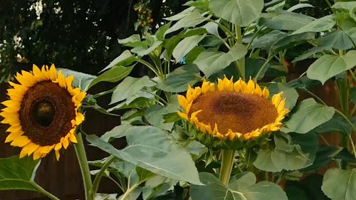 Sunflowers On A Breezy Day