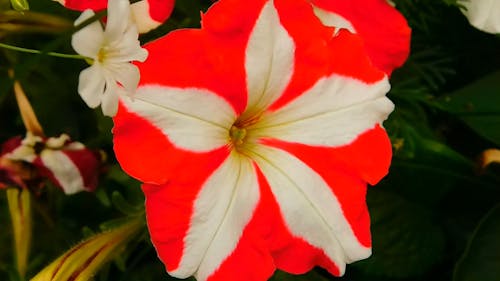 White Flowers In Full Bloom · Free Stock Video - 500 x 281 jpeg 19kB