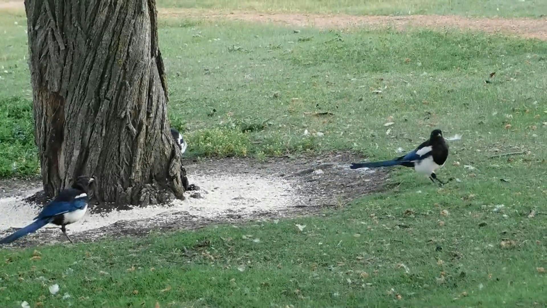 Birds On Ground Near Tree · Free Stock Video