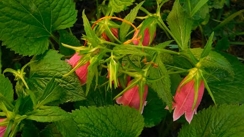 Pink Bell Flowers