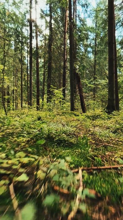 Dmitry Marchenkov's nature timelapse video