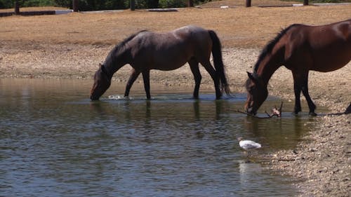 Horses Drinking In The Pond