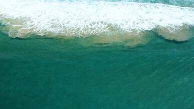 dolphins near sea shore