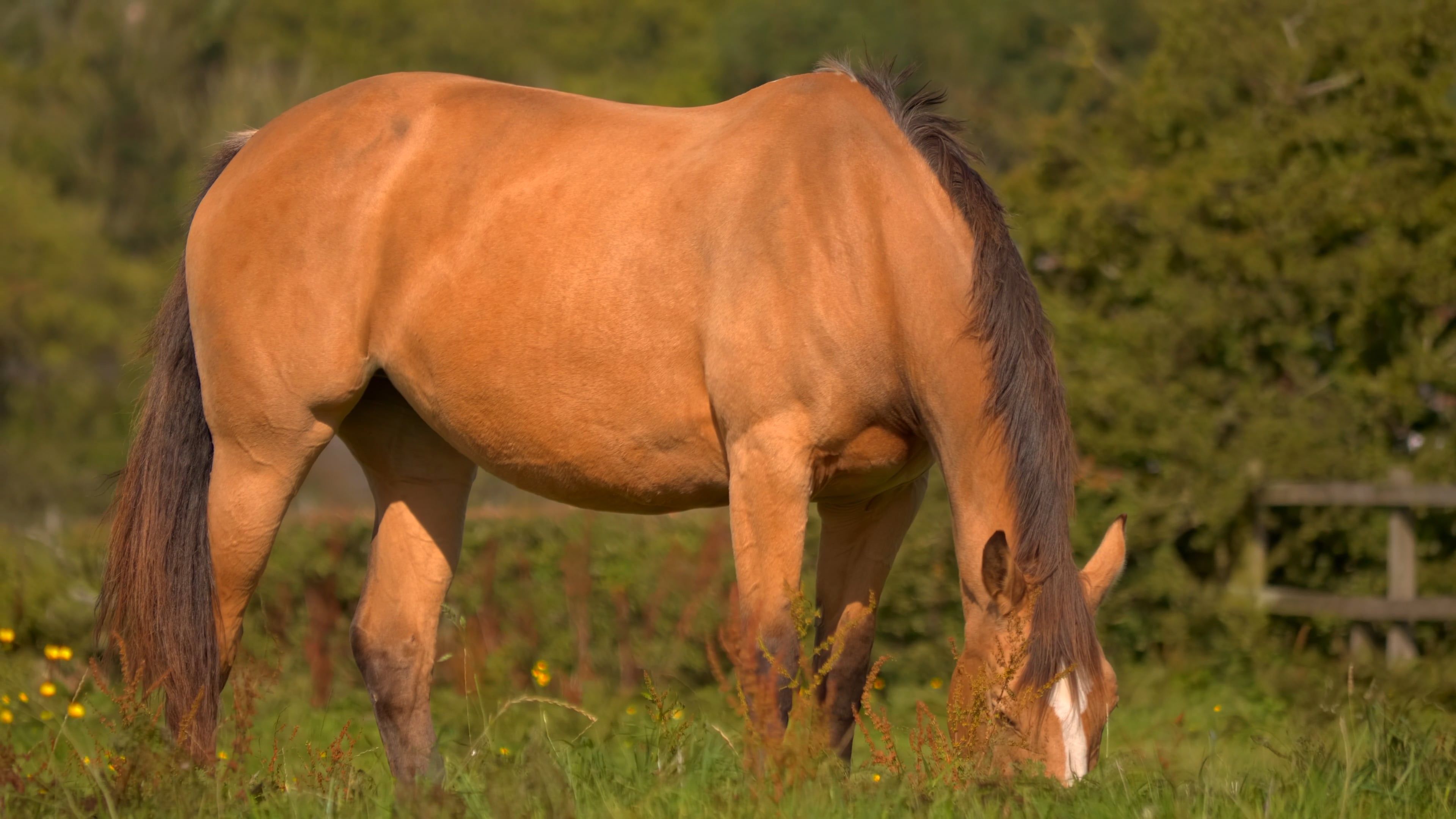 Serene Chestnut Horse Grazing in Sunlit Field Free Stock Video Footage ...