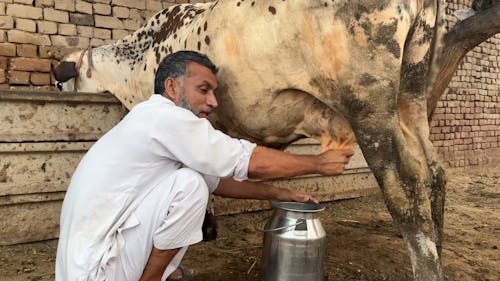 Man Milking Cow