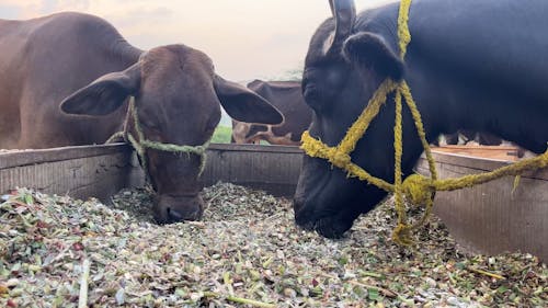 Close up of Cows Eating