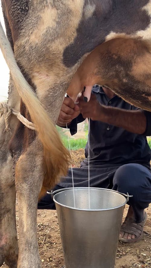 Man Milking Cow