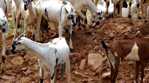 Herd of Goats