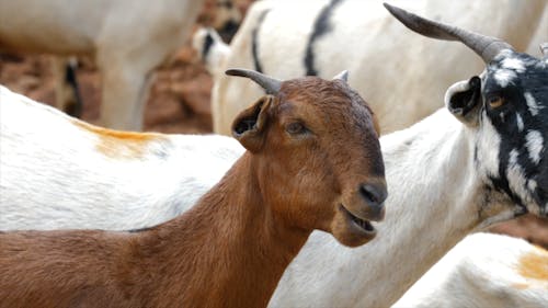 Close up of Goats