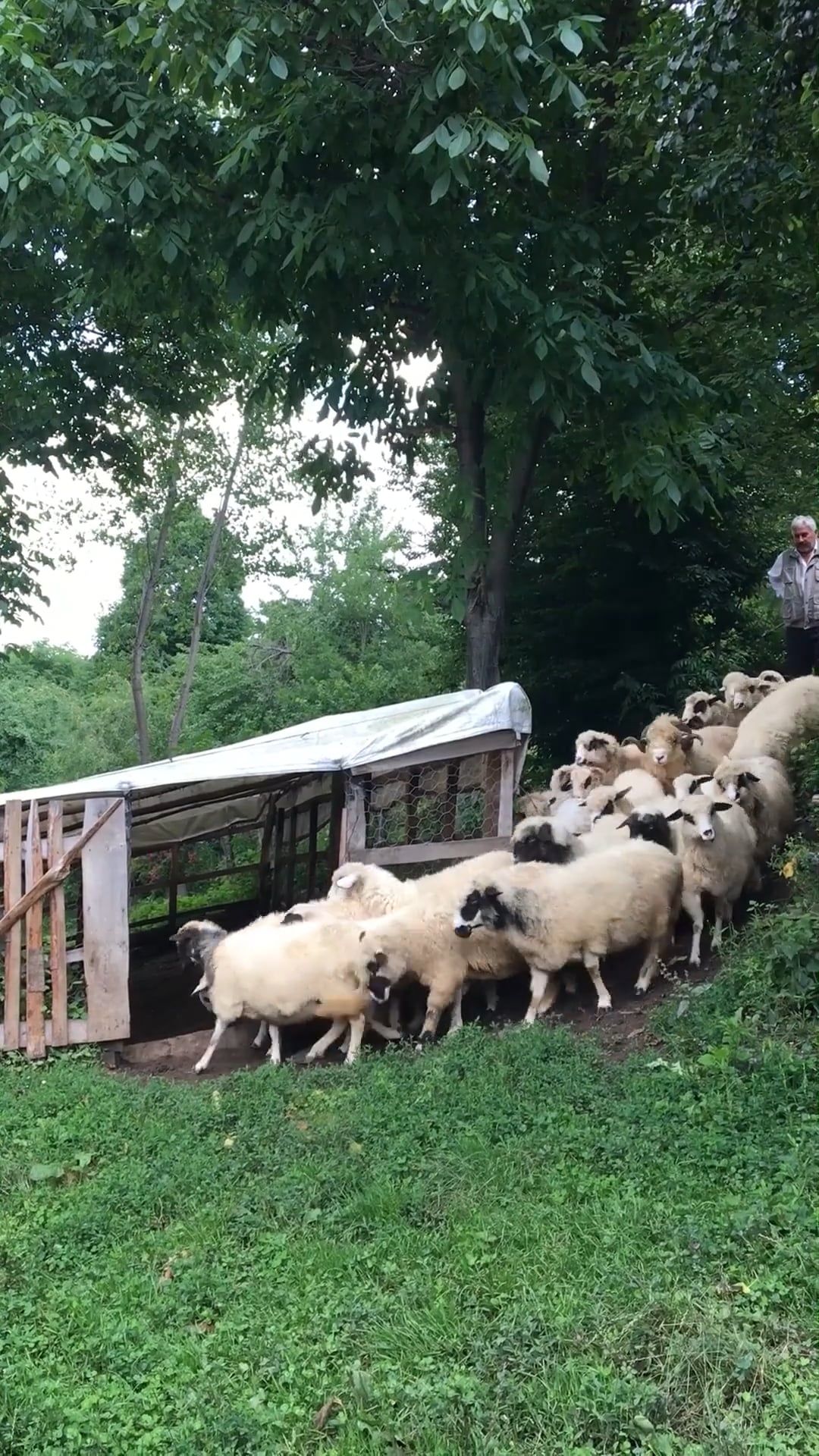 Sheep At A Farm Free Stock Video Footage, Royalty-Free 4K & HD Video Clip
