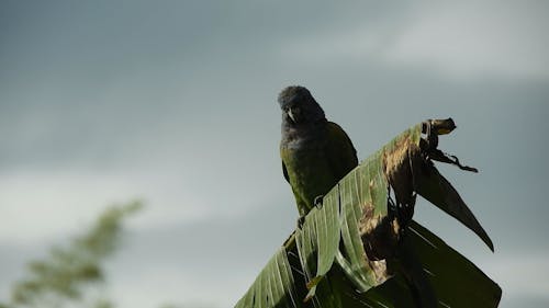 Bird Perching on Leaves