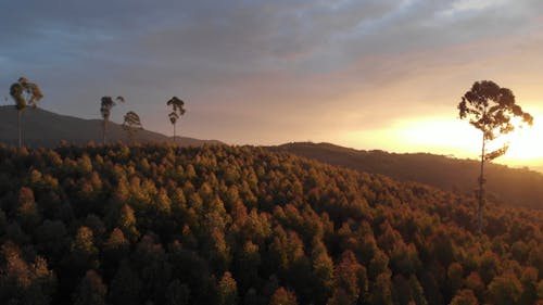 Drone Video of an Autumn Forest at Sunset