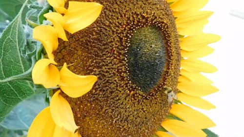 Video Makro Lebah Di Bunga Matahari