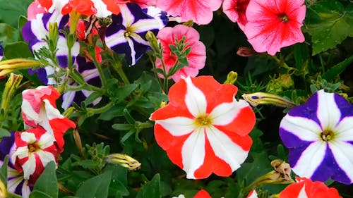 Red And Purple Petaled Flowers