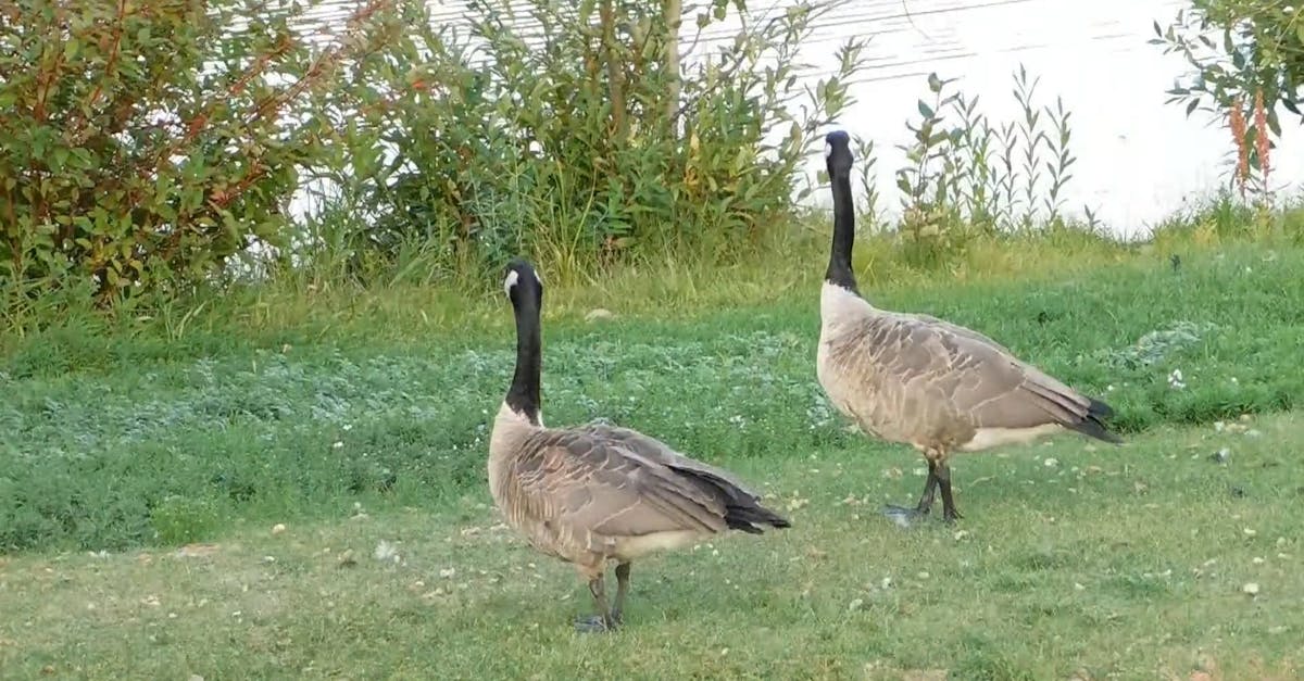 Ducks Watching In The Park · Free Stock Video Ducks Watching In The Park · Free Stock Video