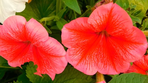 Maravillosas Flores Rojas