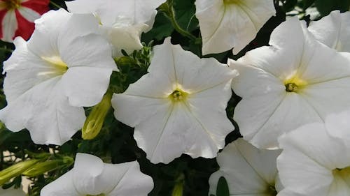 白い花のビデオ