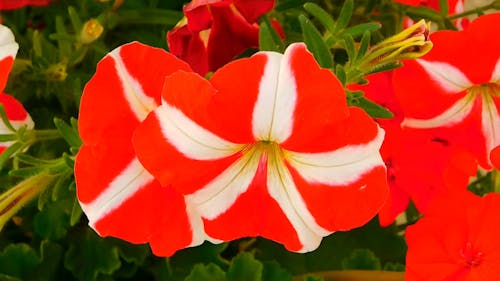 Red Flowers With White Stripes