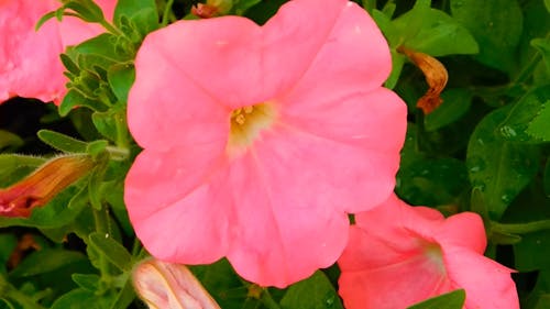 Flower Garden Of Petunias