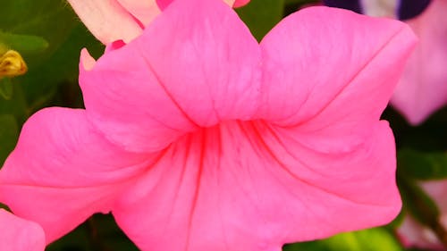 Close View Of Pink Petunia