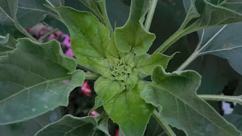 Close-Up Video of Plant